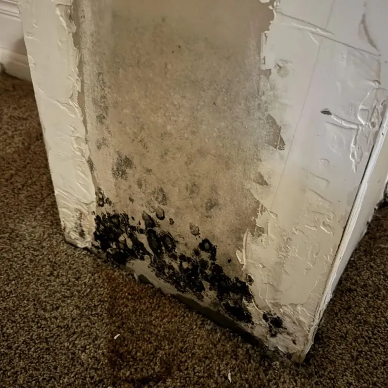 Professional Mold Removal in Redford, MI